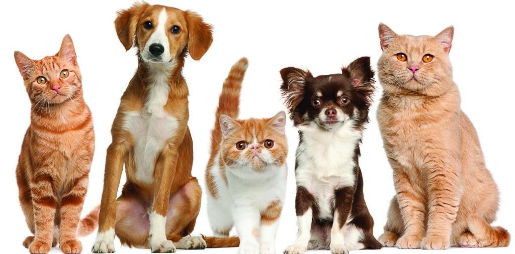 Доска объявлений о животных | ЗооТом - продажа, вязка и услуги для животных в Острогожске
