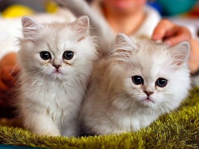 Породы кошек в Острогожске | ЗооТом портал о животных