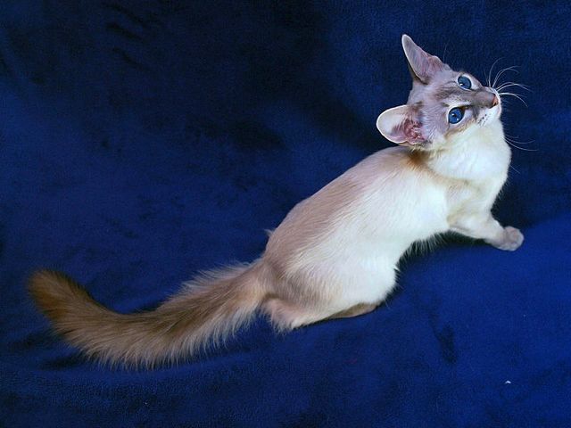 Выведенные породы кошек в Острогожске | ЗооТом портал о животных