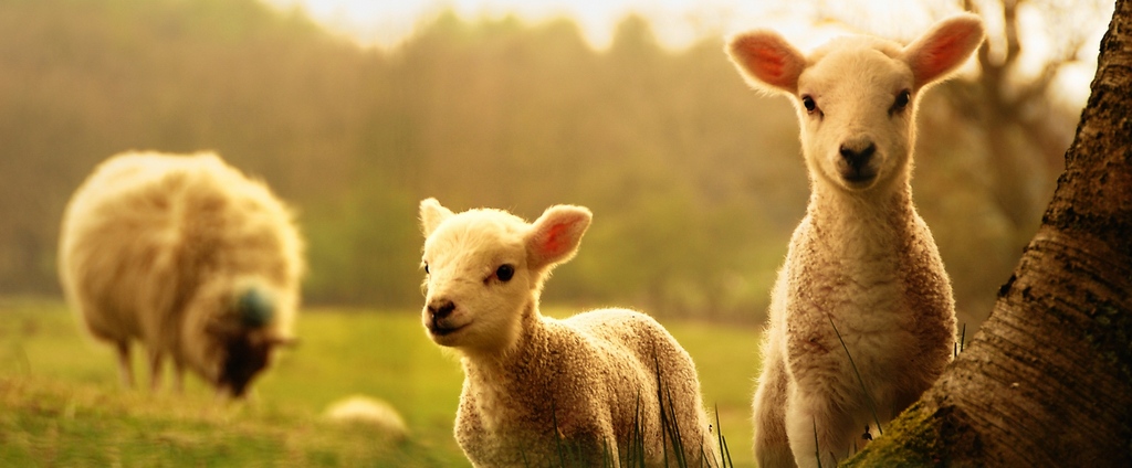Объявления о сельскохозяйственных животных | ЗооТом - продажа, вязка и услуги для животных в Острогожске