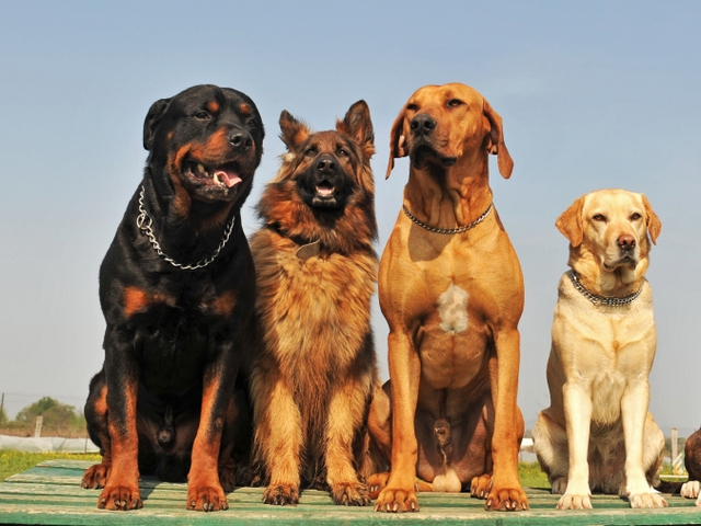Крупные породы собак в Острогожске | ЗооТом портал о животных